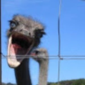 Meet your Posher, Charles